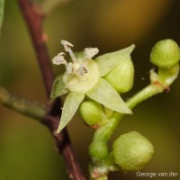 Cleistanthus collinus (Roxb.) Benth. ex Hook.f.